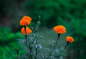 Marigold-Bolt Orange F1(1000seeds)